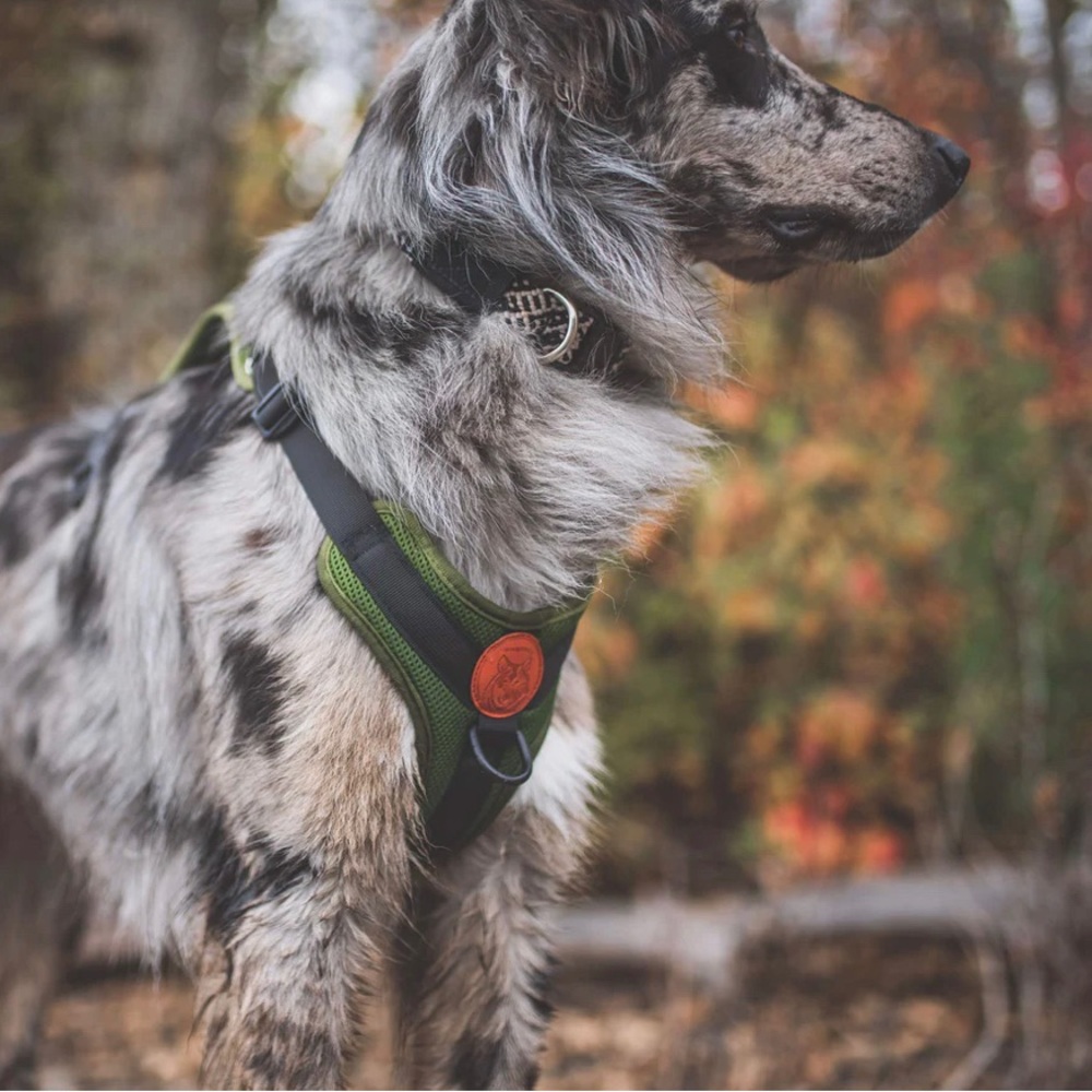 Wilderdog harness in Olive Green size large